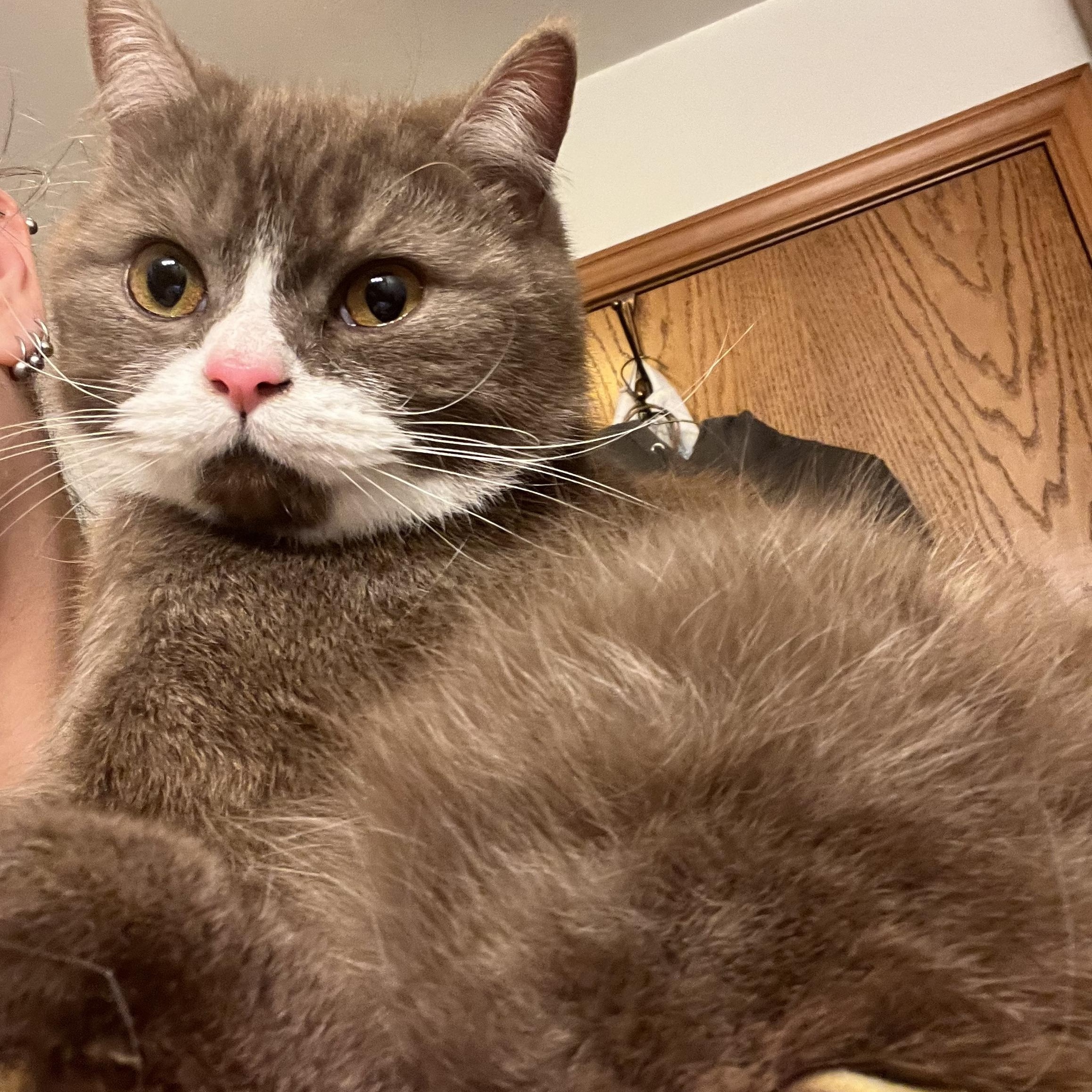 Azreal & Bob, a ADOPTABLE mixed breed in Marysville, WA image 6/6