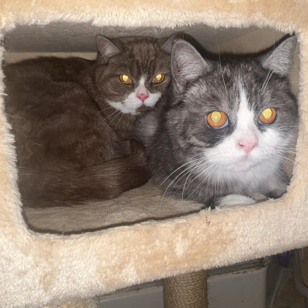 Azreal & Bob, a ADOPTABLE mixed breed in Marysville, WA image 5/6