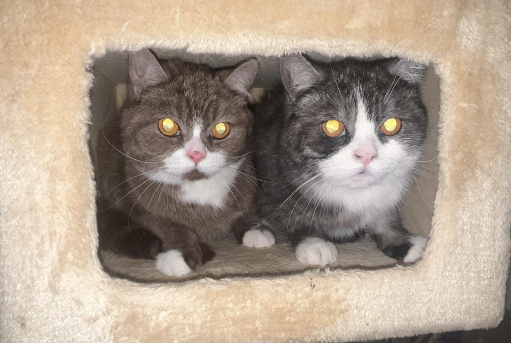 Azreal & Bob, a ADOPTABLE mixed breed in Marysville, WA image 1/6