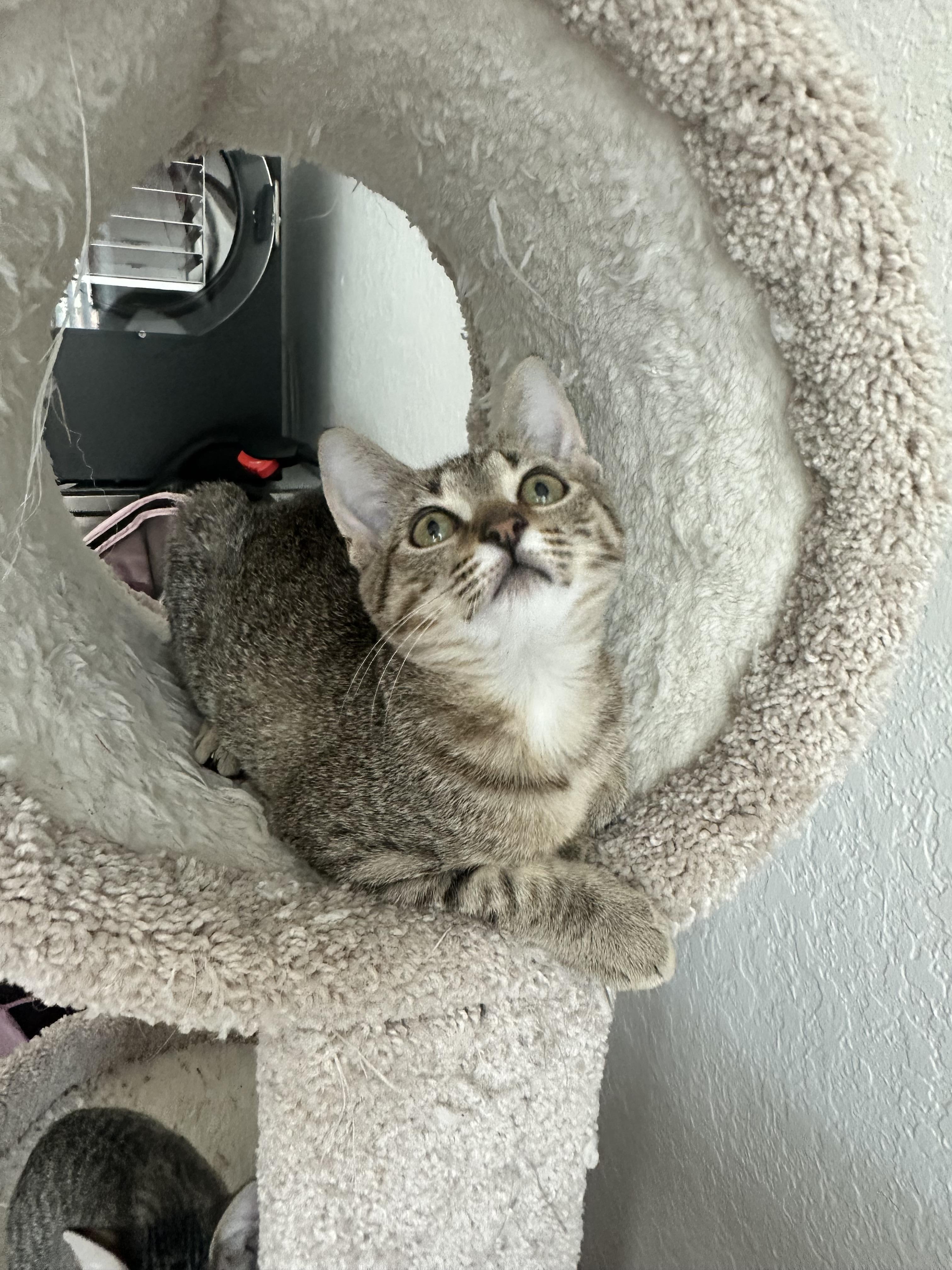 Wawa, Adoptable, Young Female Domestic Short Hair.