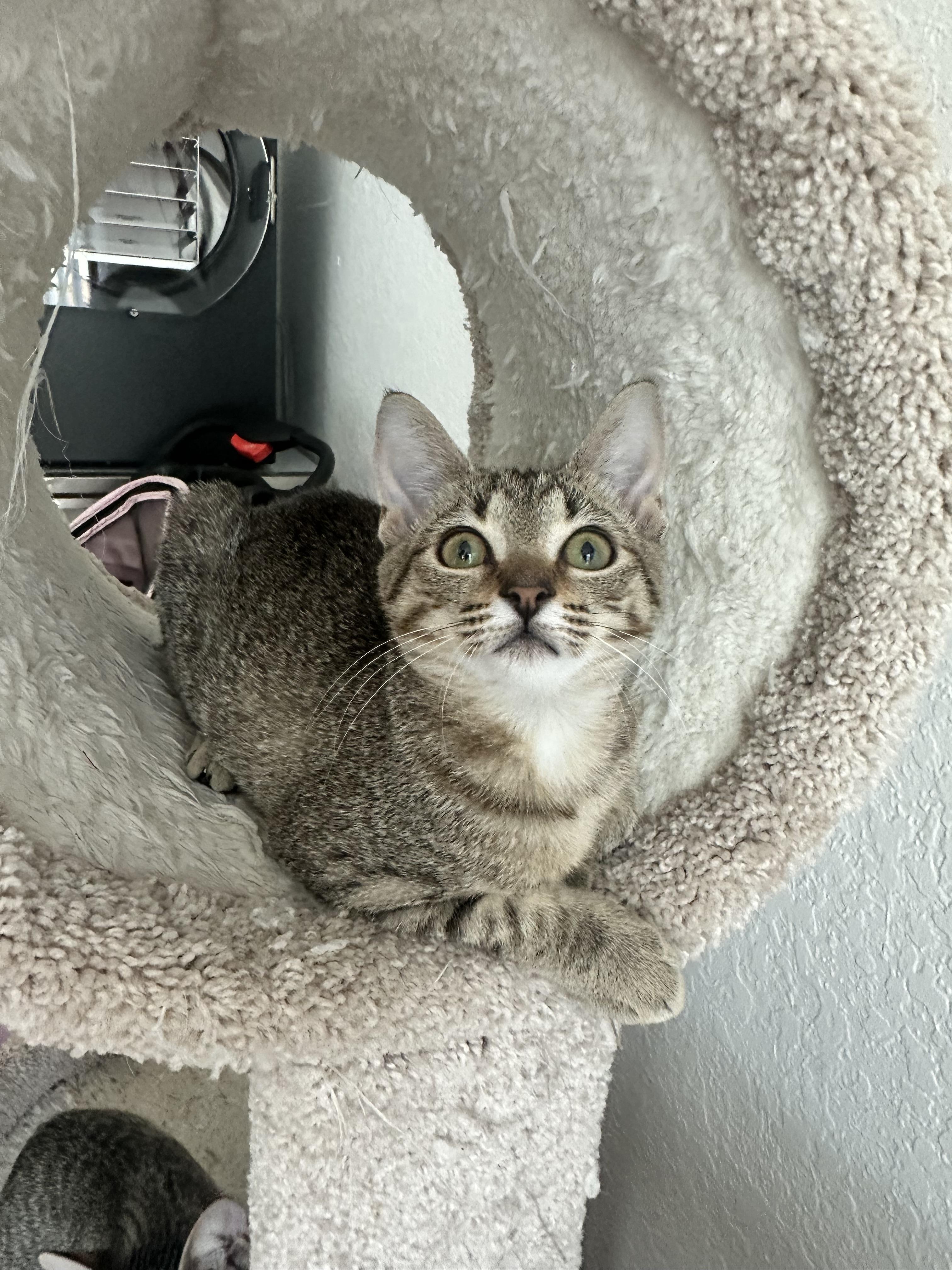 Enlarge Wawa, a Adoptable mixed breed in miami, FL image 3/6