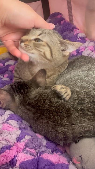 Enlarge Wawa, a Adoptable mixed breed in miami, FL video 5/6