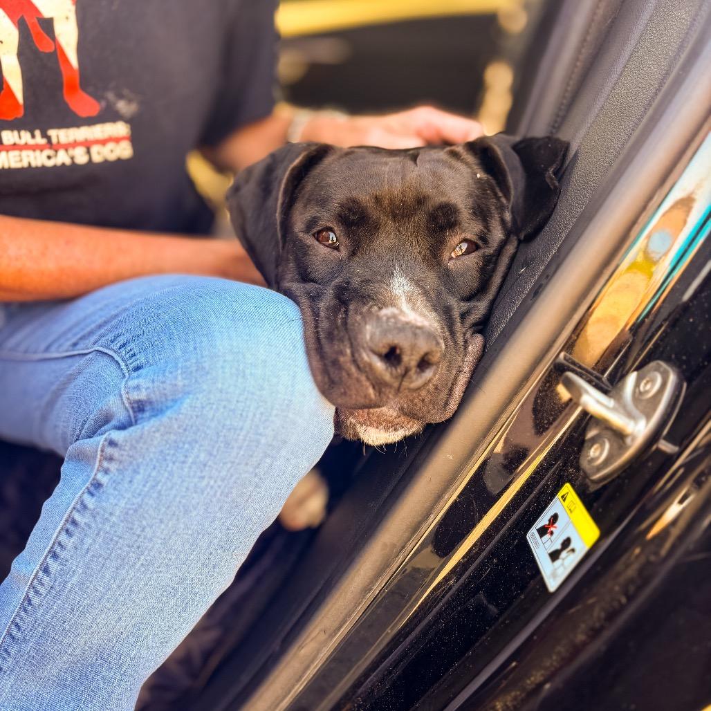 Timmy, Adoptable, Adult Male Great Dane & Mixed Breed.