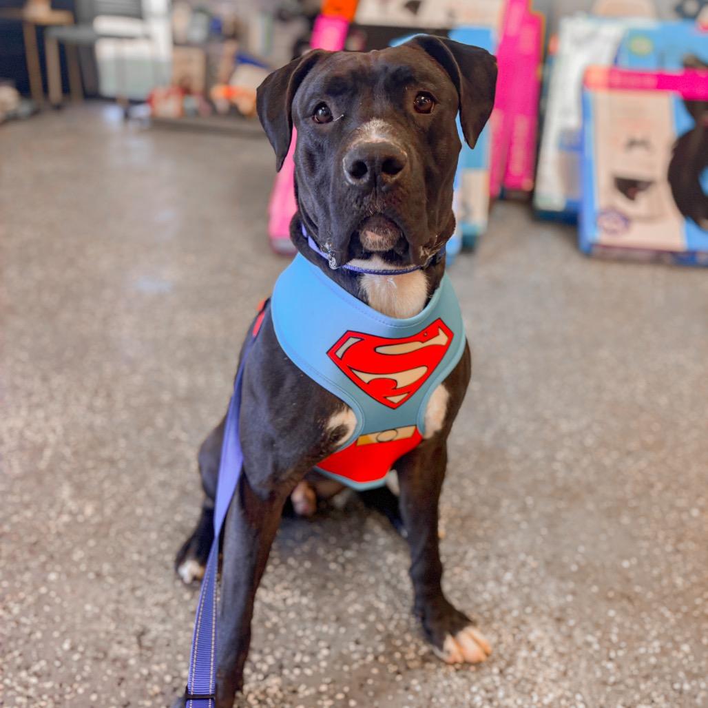 Enlarge Timmy, a Adoptable mixed breed in Springboro, OH image 2/2