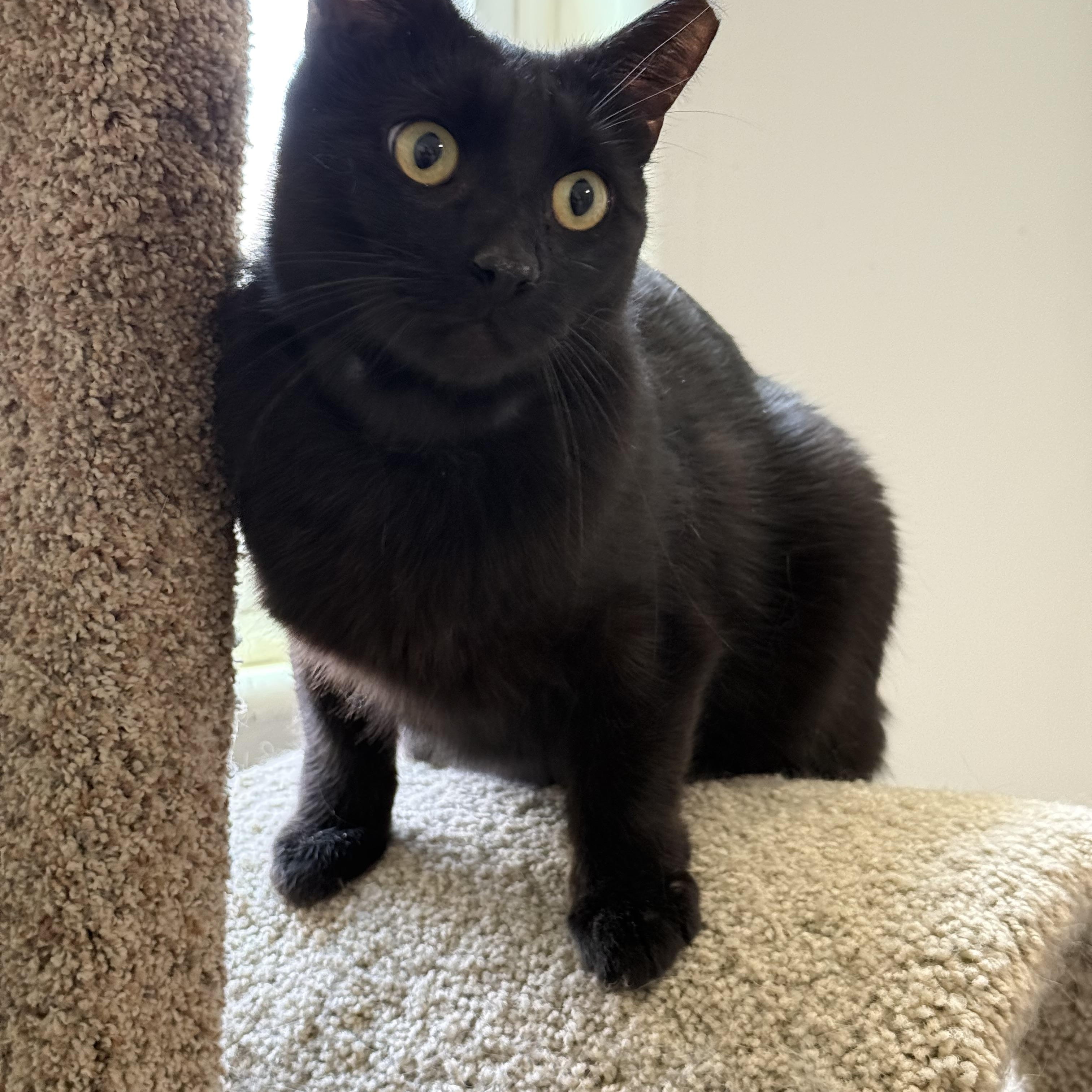 Mr. Charm, ADOPTABLE, Adult Male Domestic Short Hair.