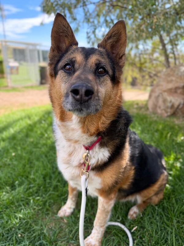 Zuzu, Adoptable, Adult Female German Shepherd Dog & Mixed Breed.