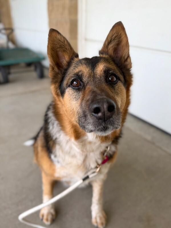 Enlarge Zuzu, a Adoptable mixed breed in Fruit Heights, UT image 2/6