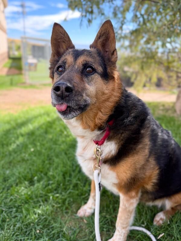 Enlarge Zuzu, a Adoptable mixed breed in Fruit Heights, UT image 3/6