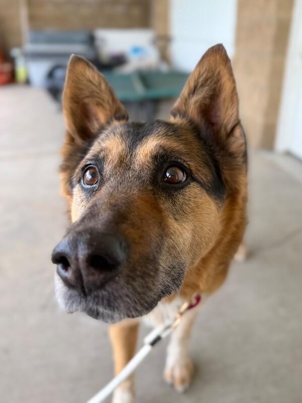 Enlarge Zuzu, a Adoptable mixed breed in Fruit Heights, UT image 4/6
