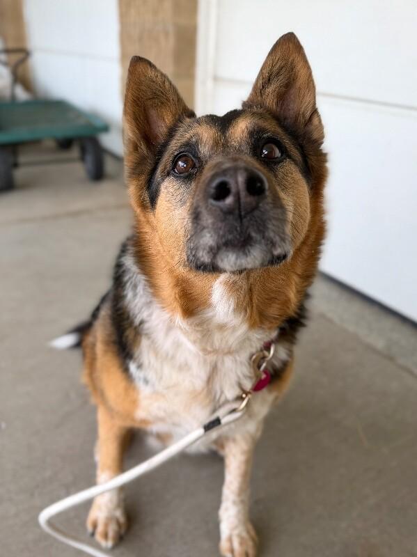 Enlarge Zuzu, a Adoptable mixed breed in Fruit Heights, UT image 5/6