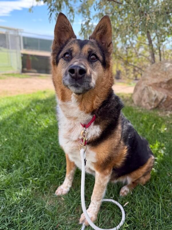 Enlarge Zuzu, a Adoptable mixed breed in Fruit Heights, UT image 6/6