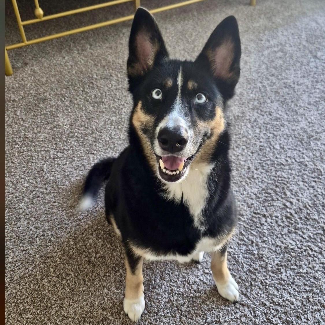 Taivas, Adoptable, Adult Female Shepherd & Collie.