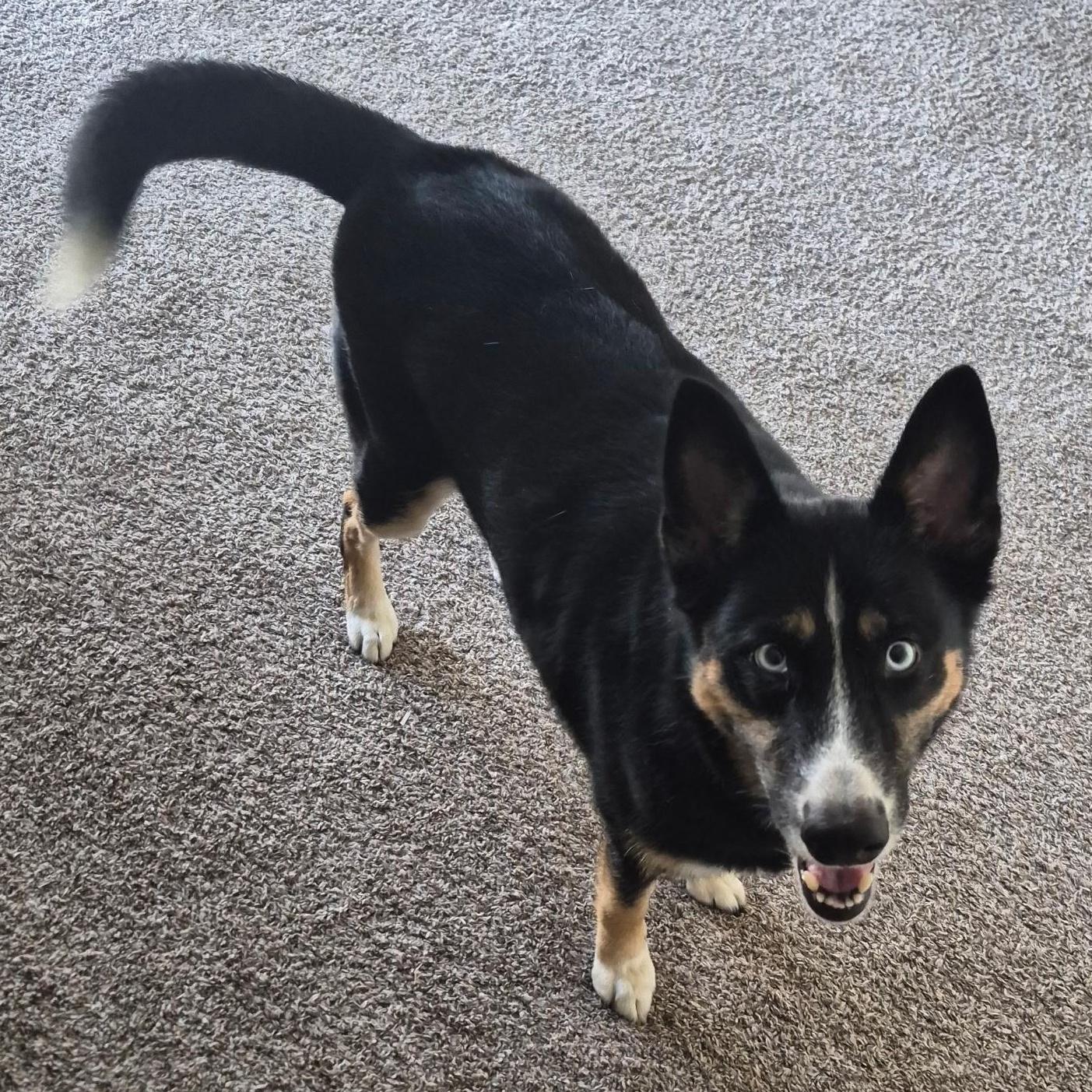 Enlarge Taivas, an adoption pending mixed breed in York, PA image 4/4