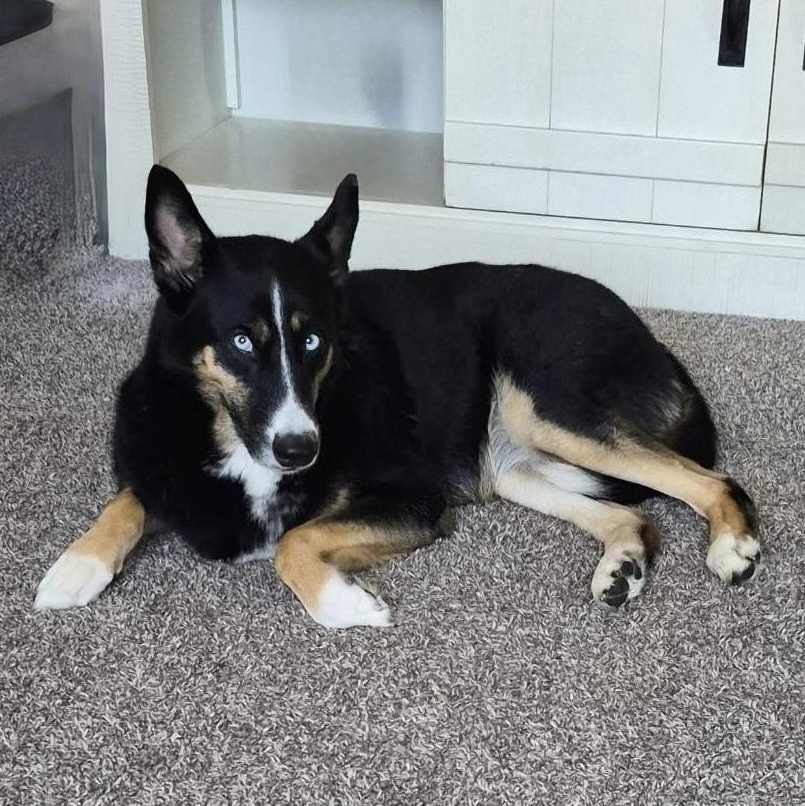 Enlarge Taivas, an adoption pending mixed breed in York, PA image 2/4