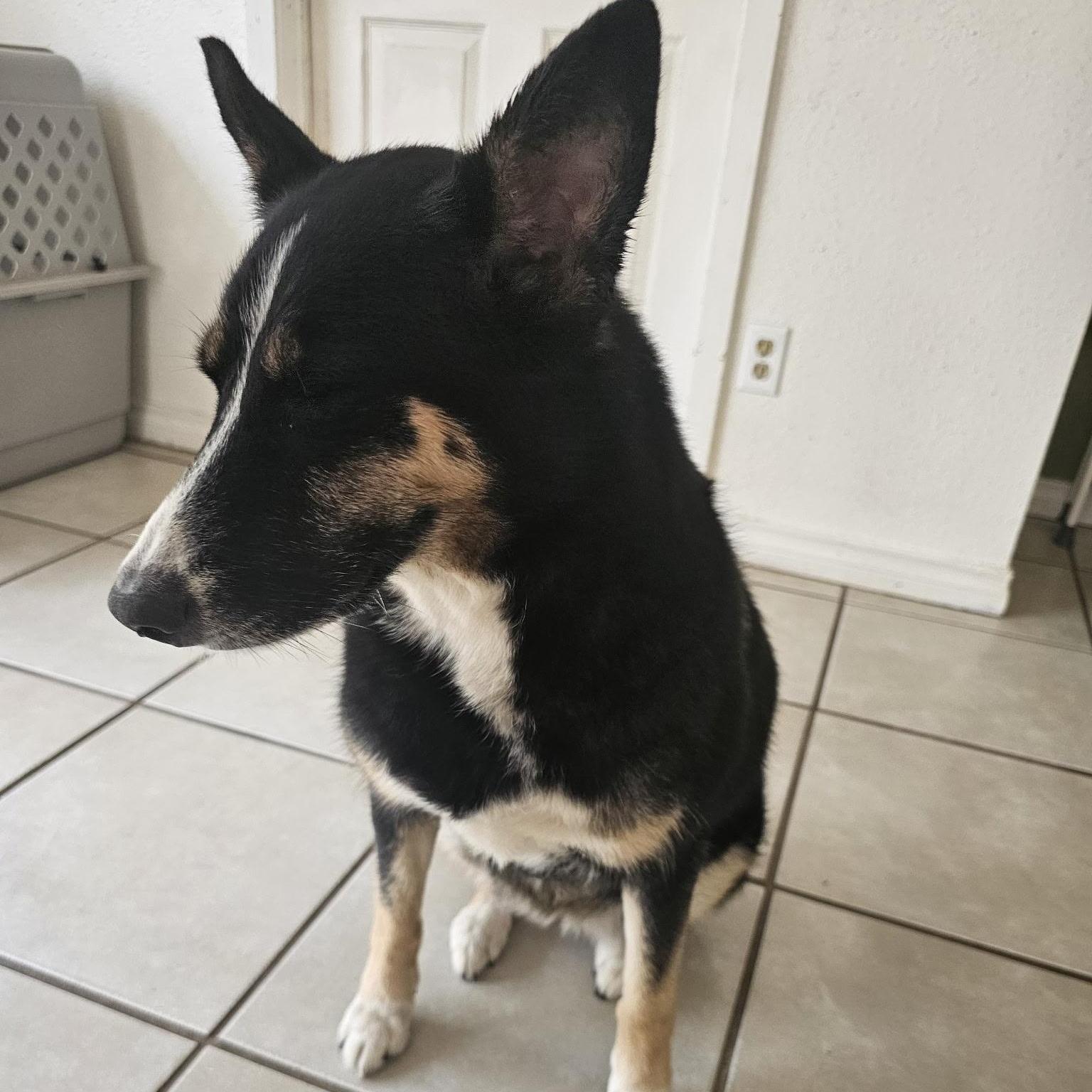 Enlarge Taivas, an adoption pending mixed breed in York, PA image 3/4