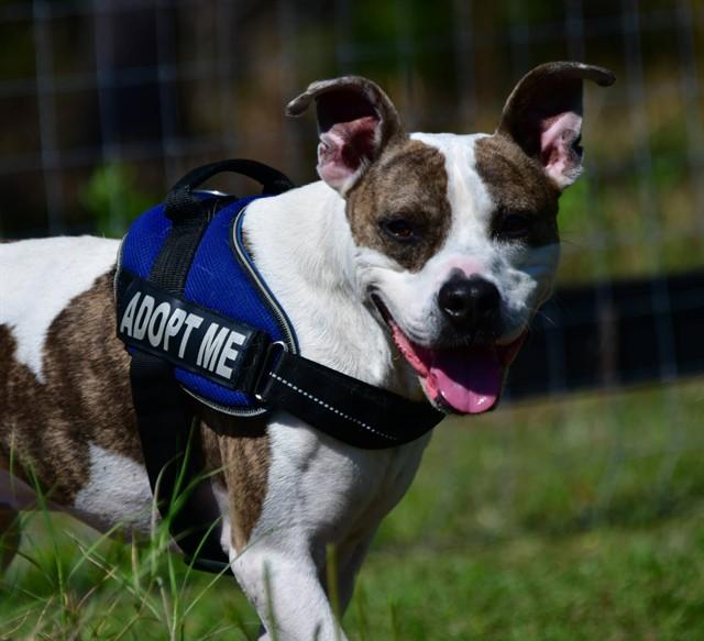 Enlarge RUNE, a Adoptable mixed breed in Ocala, FL image 1/1