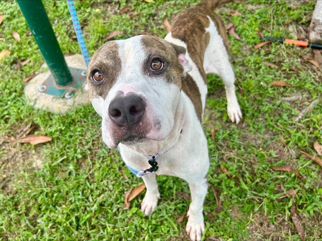 RUNE, Adoptable, Adult Male Pit Bull Terrier & Mixed Breed.