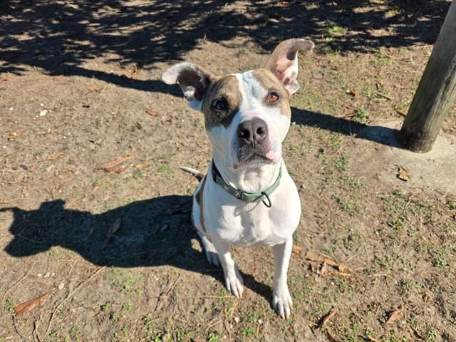 RUNE, Adoptable, Adult Male Pit Bull Terrier & Mixed Breed.