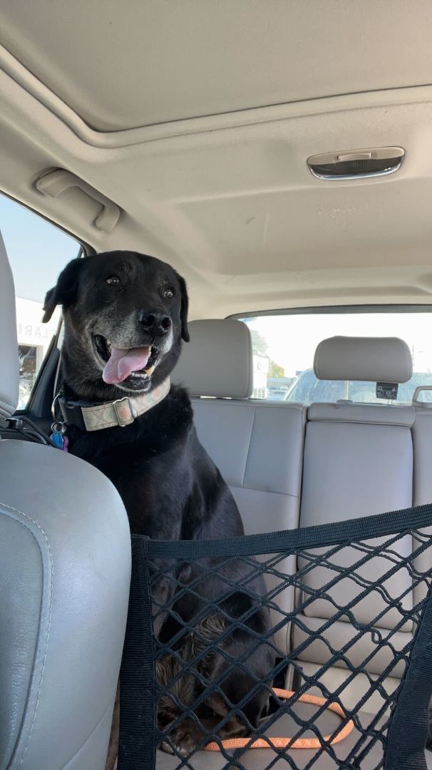 Enlarge Deacon, a Adopted mixed breed in Clarksburg, MO image 1/6