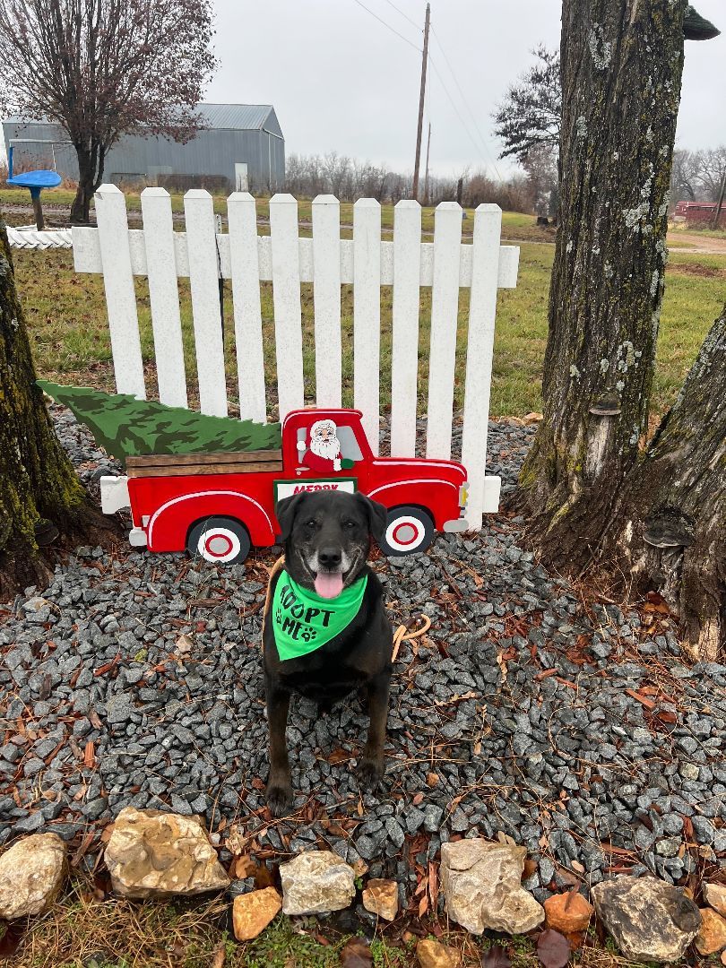 Enlarge Deacon, a Adopted mixed breed in Clarksburg, MO image 2/6