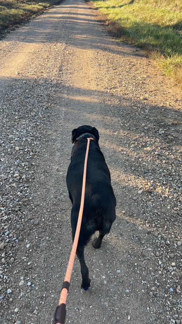 Enlarge Deacon, a Adopted mixed breed in Clarksburg, MO image 3/6