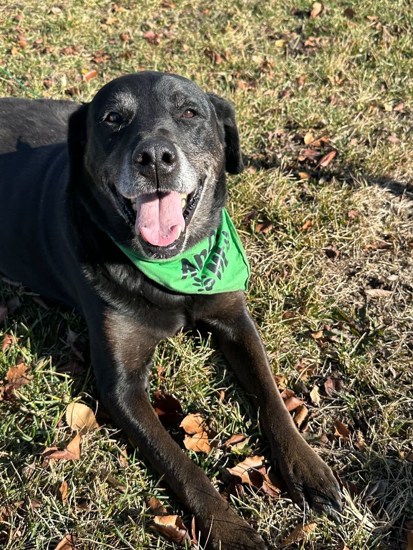 Enlarge Deacon, a Adopted mixed breed in Clarksburg, MO image 4/6