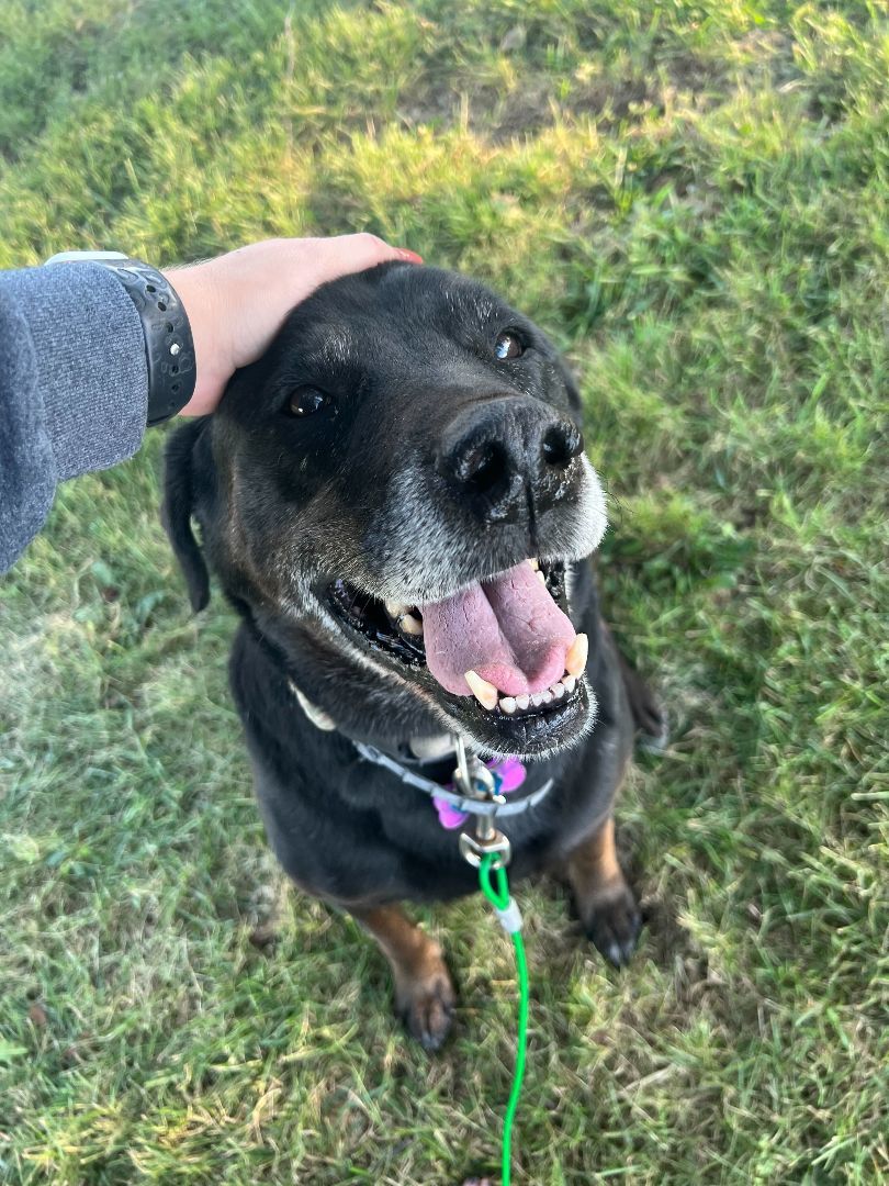 Enlarge Deacon, a Adopted mixed breed in Clarksburg, MO image 5/6