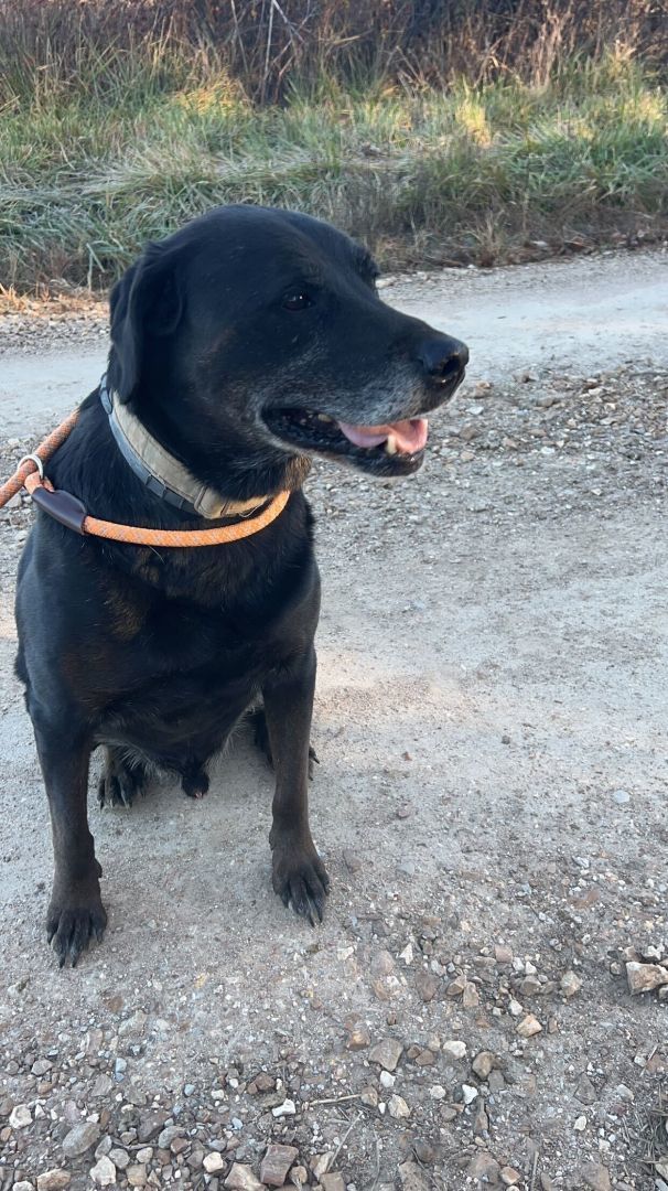 Enlarge Deacon, a Adopted mixed breed in Clarksburg, MO image 6/6