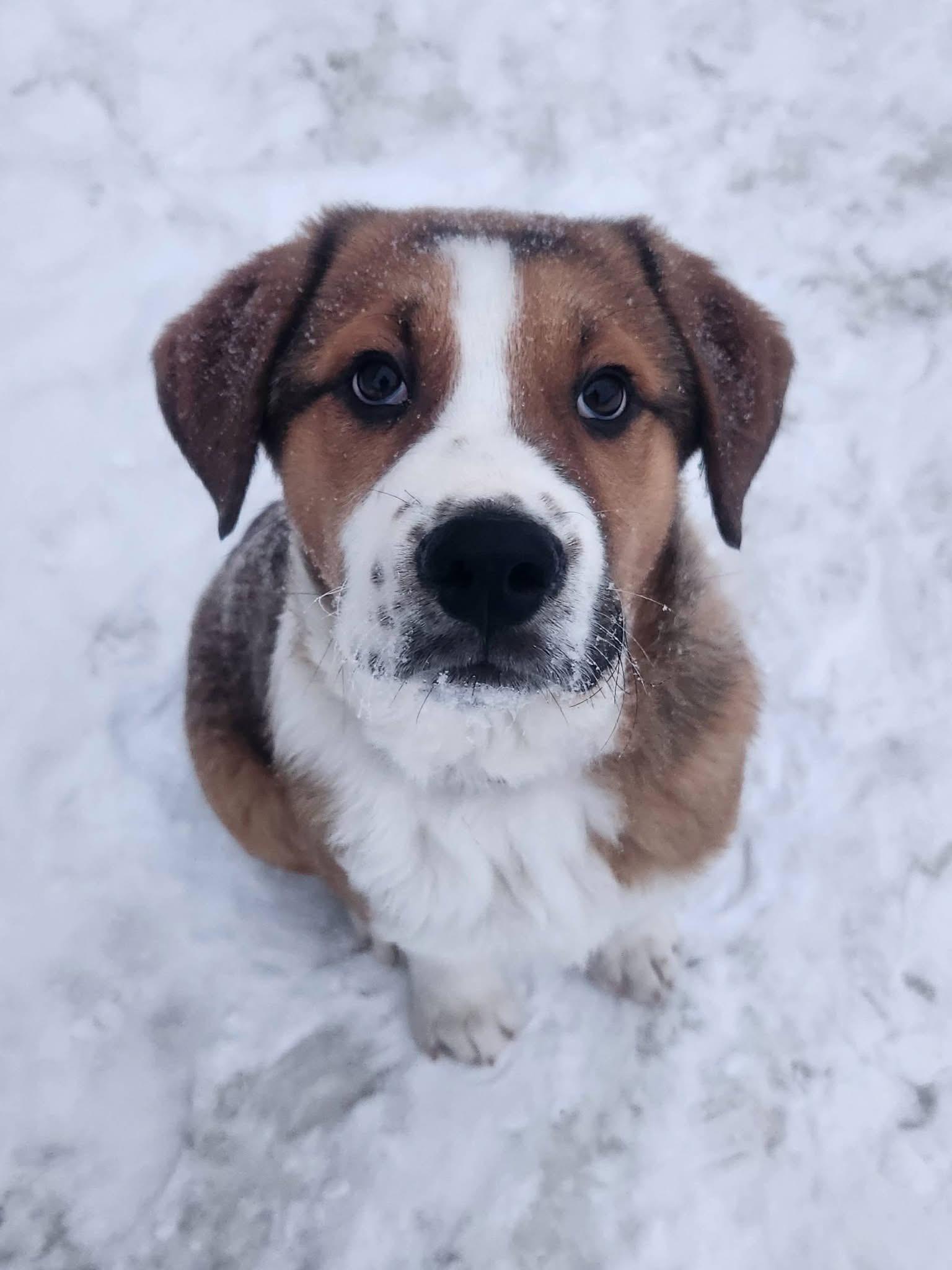 Enlarge Dusty, an adopted mixed breed in Saskatoon, SK image 6/6