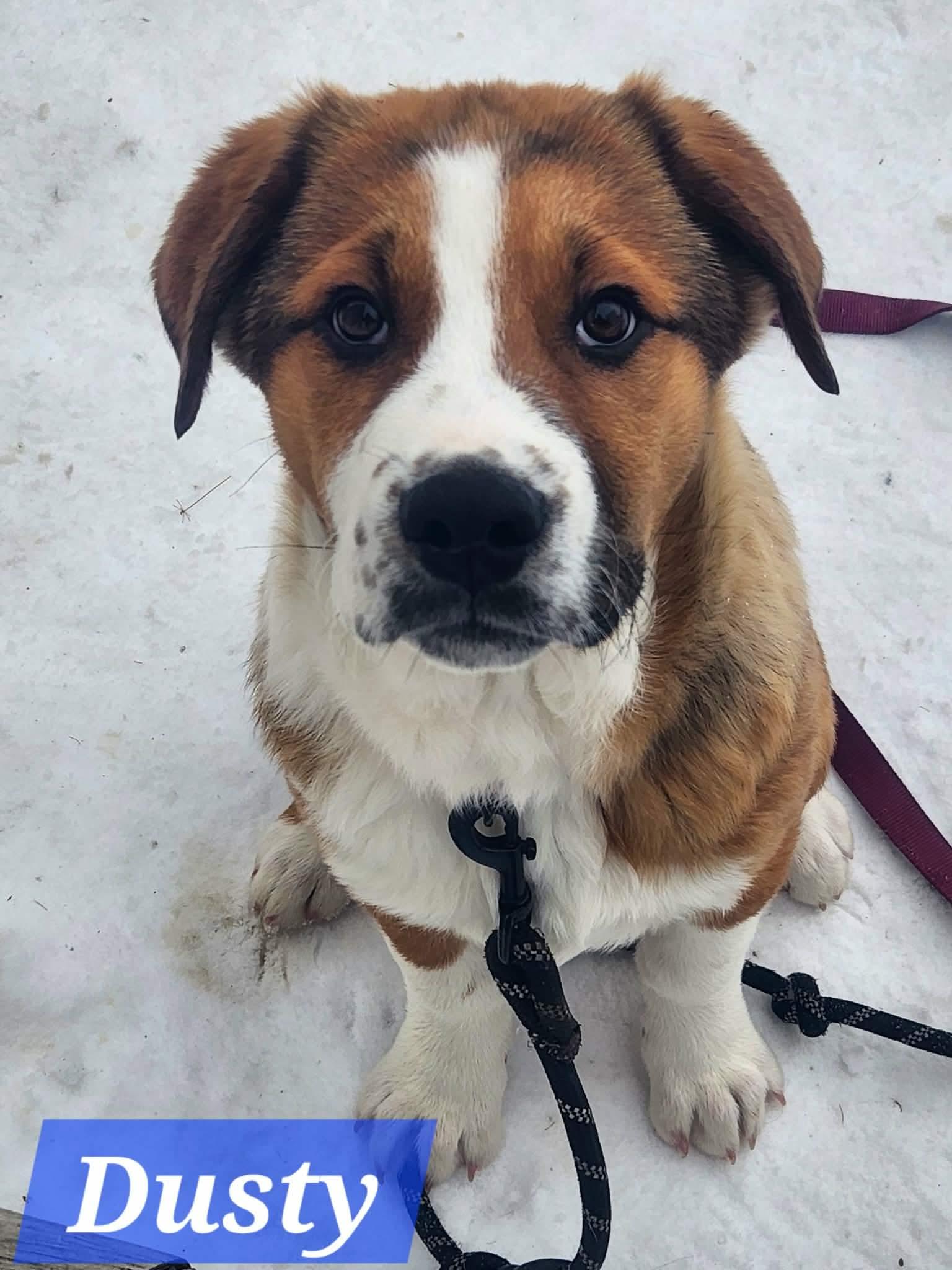 Enlarge Dusty, a Adoptable mixed breed in Saskatoon, SK image 1/1