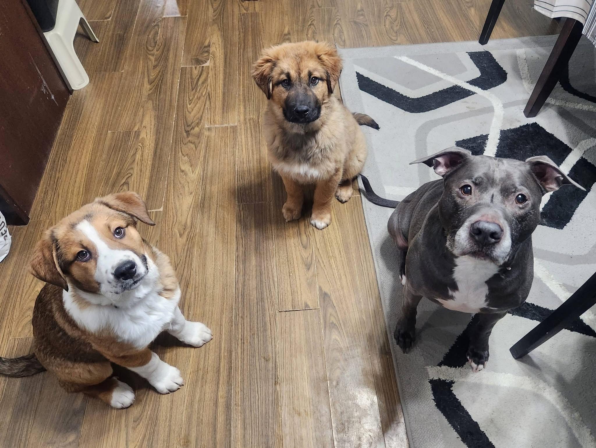 Enlarge Dusty, an adopted mixed breed in Saskatoon, SK image 5/6