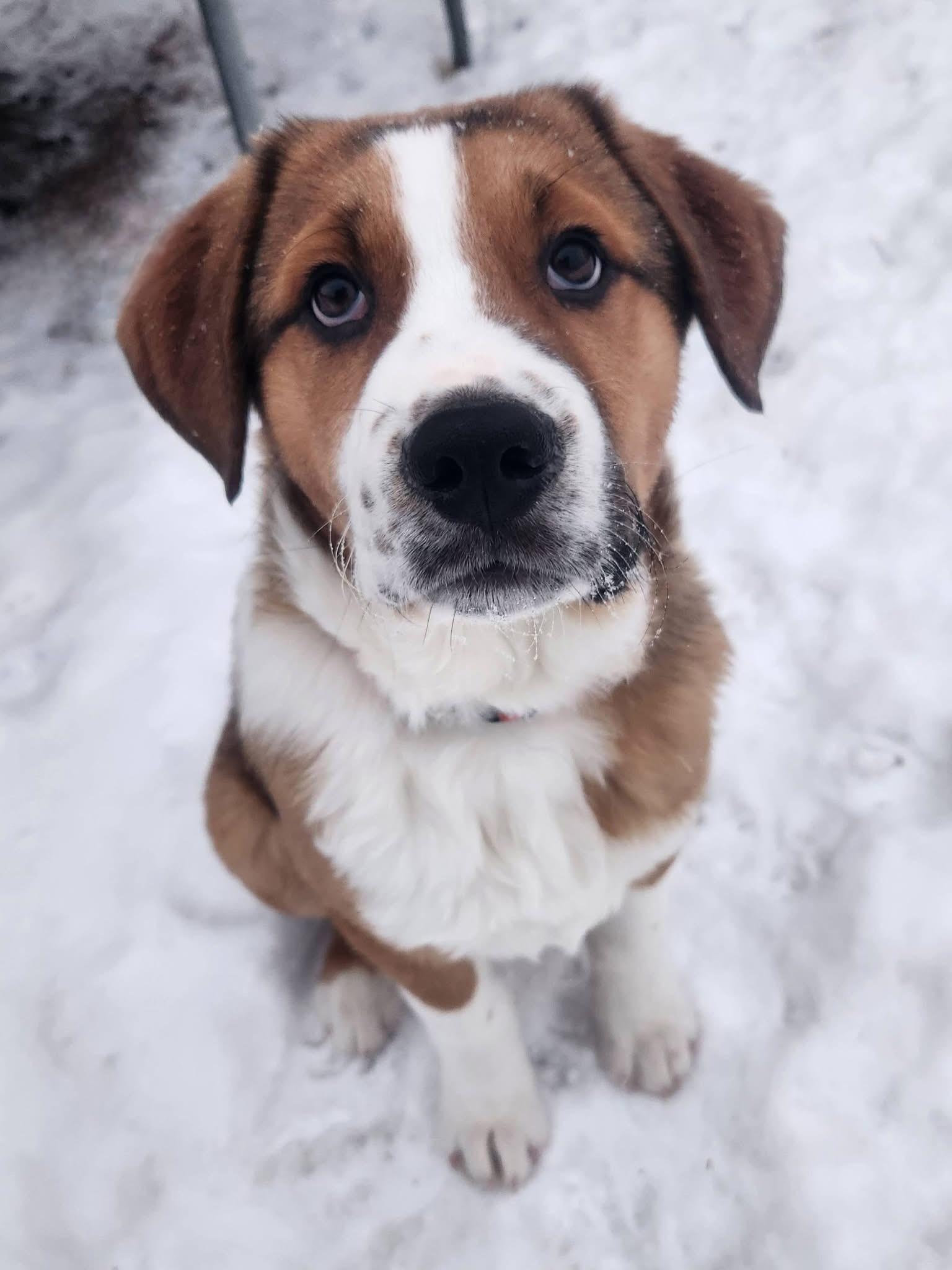 Enlarge Dusty, an adopted mixed breed in Saskatoon, SK image 3/6