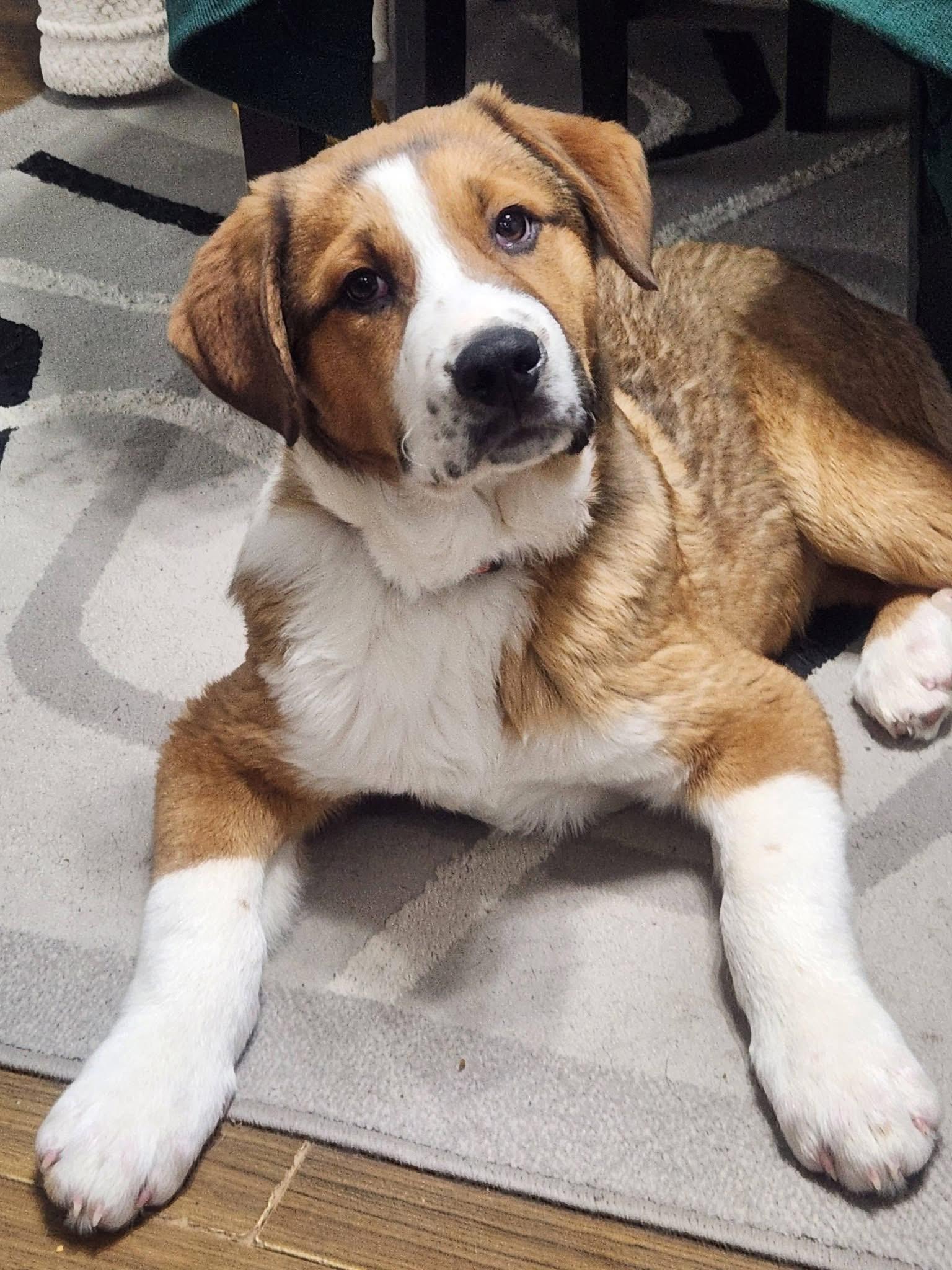 Enlarge Dusty, an adopted mixed breed in Saskatoon, SK image 1/6