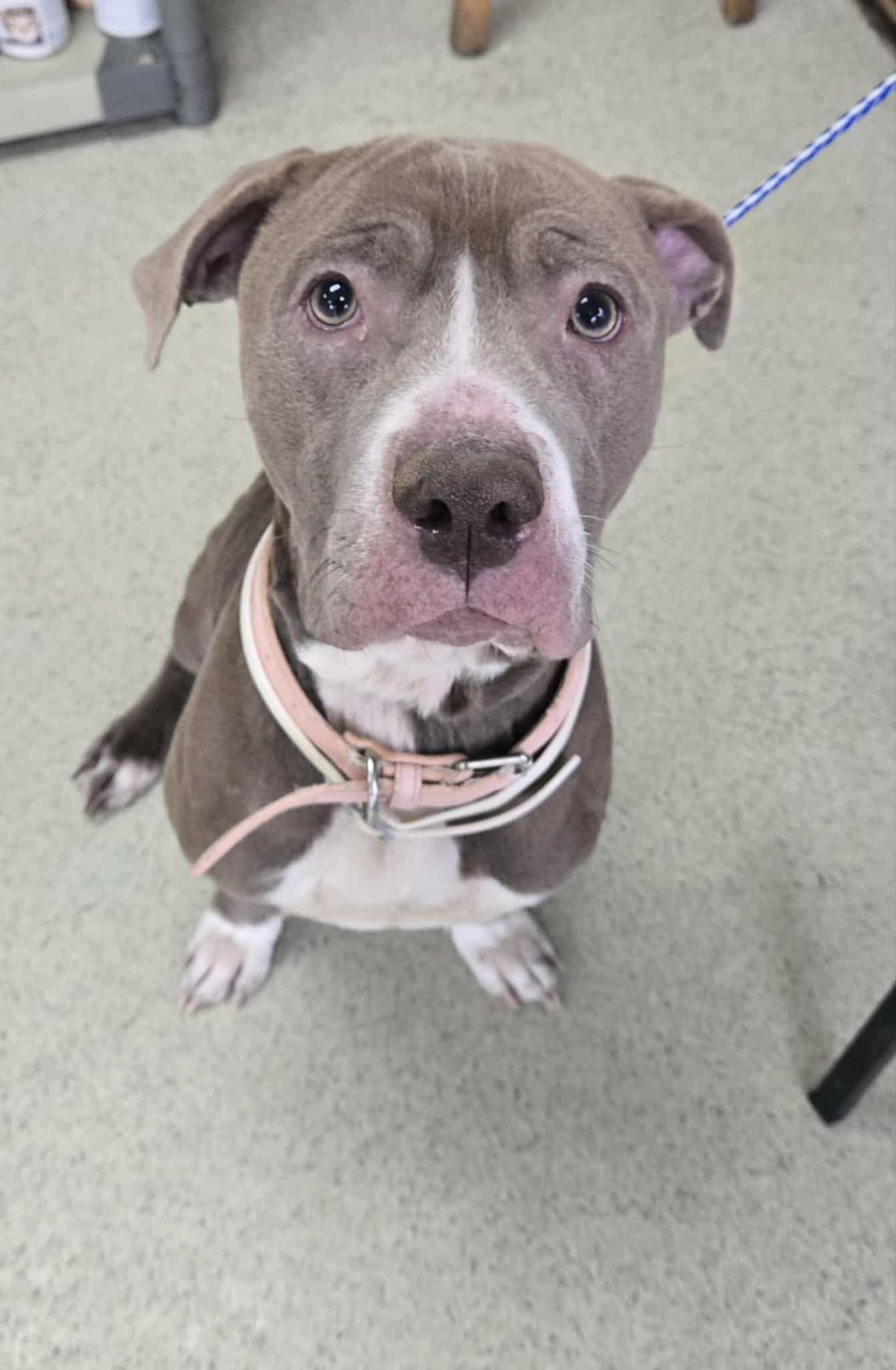 Meg, ADOPTABLE, Adult Female Pit Bull Terrier.