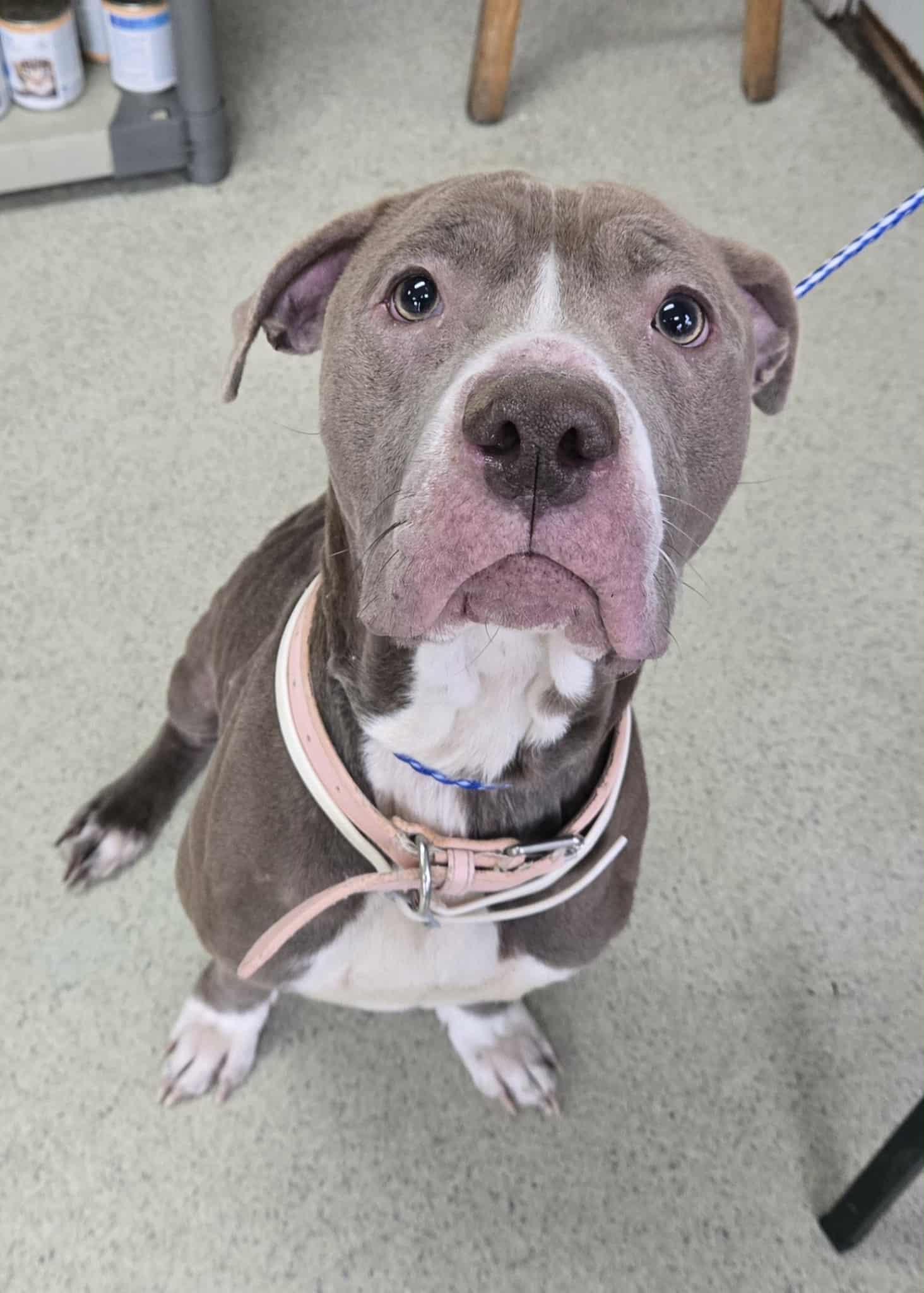 Meg, a ADOPTABLE mixed breed in Freeport, IL image 2/2