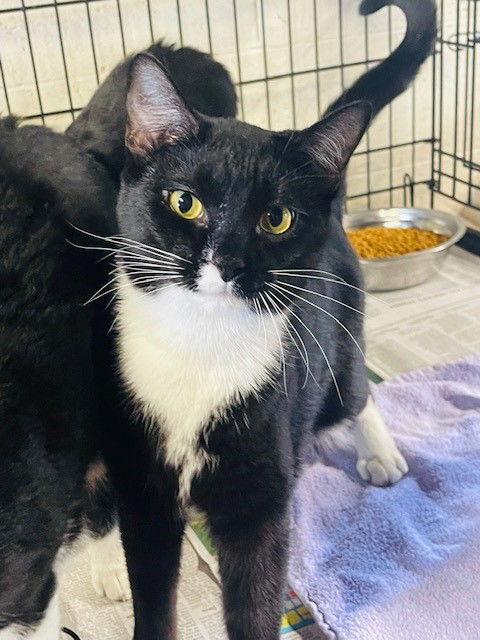 Enlarge Lily, a Adoptable Domestic Short Hair in Apollo, PA image 1/1