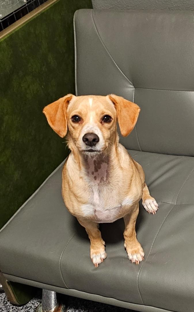 Enlarge Lenny, a Adoptable mixed breed in Bakersfield, CA image 1/5