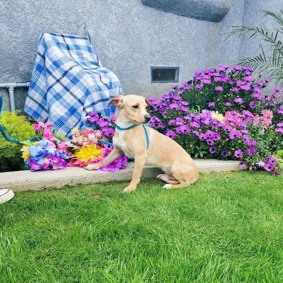 Enlarge Lenny, a Adoptable mixed breed in Bakersfield, CA image 2/6