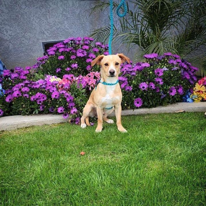 Enlarge Lenny, a Adoptable mixed breed in Bakersfield, CA image 6/6