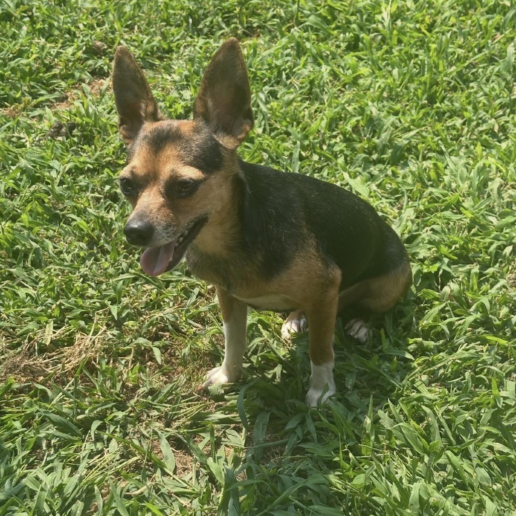 Carl, Adoptable, Adult Male Chihuahua.