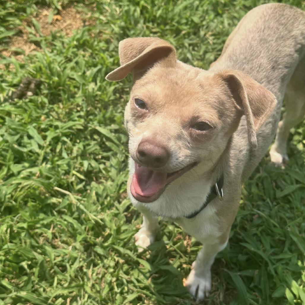 Enlarge Carl, a Adoptable Chihuahua in Blair, WI image 3/3