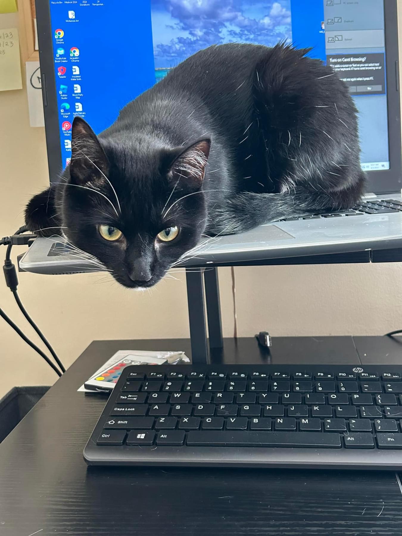 Chance & Cactus Jackie, a Adoptable Tuxedo in Woodmere, NY image 6/6