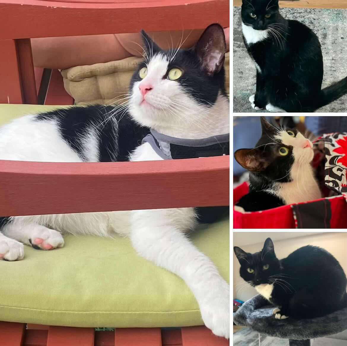 Enlarge Chance & Cactus Jackie, a Adoptable Tuxedo in Woodmere, NY image 1/5