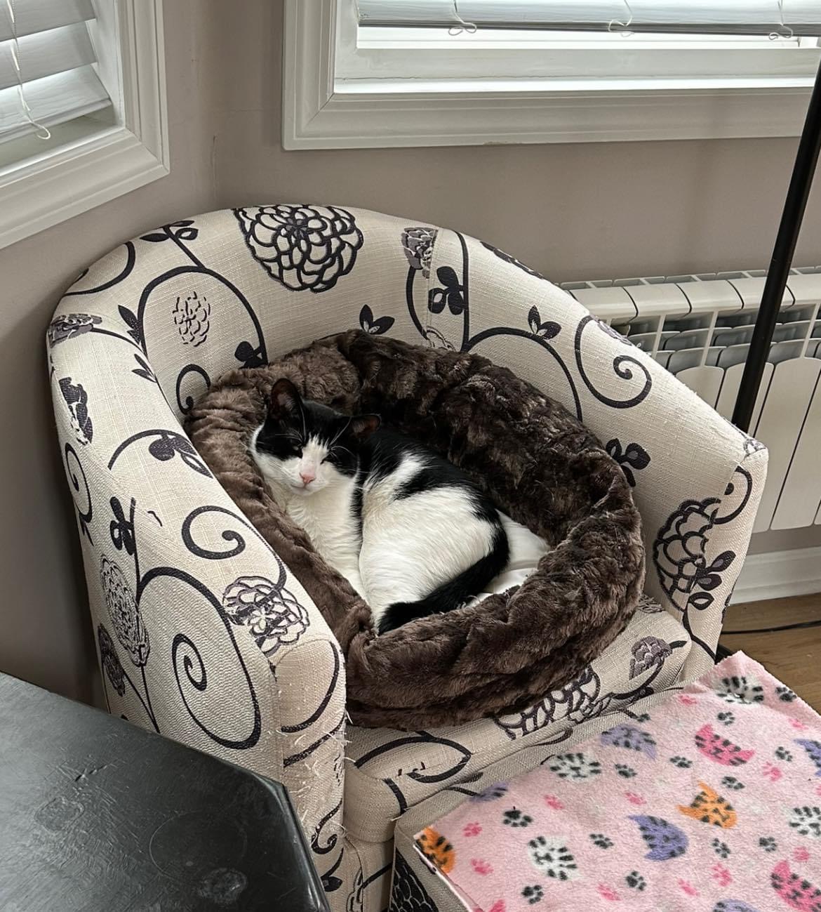 Chance & Cactus Jackie, a Adoptable Tuxedo in Woodmere, NY image 1/6