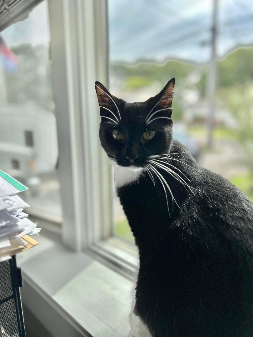 Chance & Cactus Jackie, a Adoptable Tuxedo in Woodmere, NY image 3/6