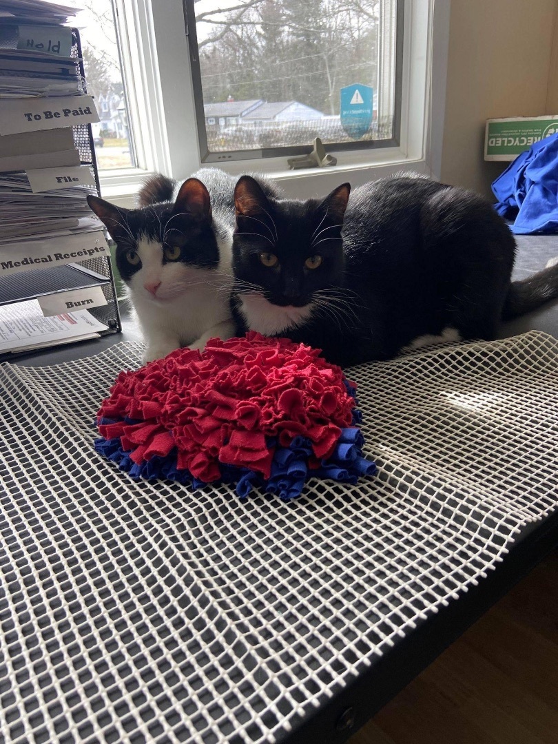 Chance & Cactus Jackie, a Adoptable Tuxedo in Woodmere, NY image 4/6