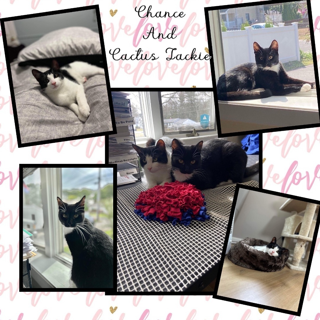Chance & Cactus Jackie, a Adoptable Tuxedo in Woodmere, NY image 2/6