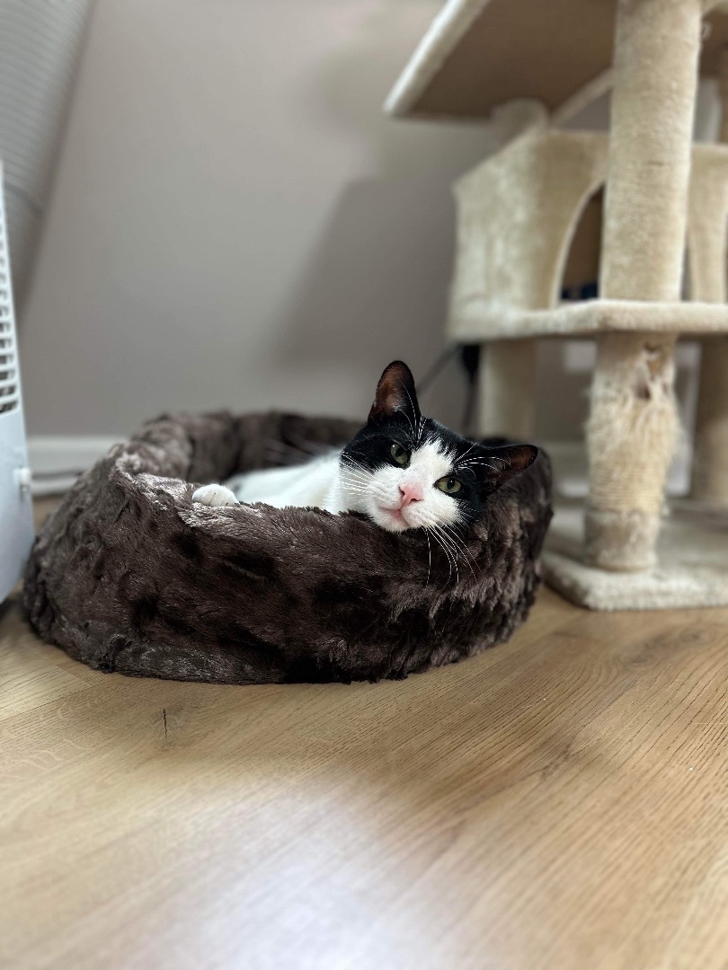 Chance & Cactus Jackie, a Adoptable Tuxedo in Woodmere, NY image 5/6