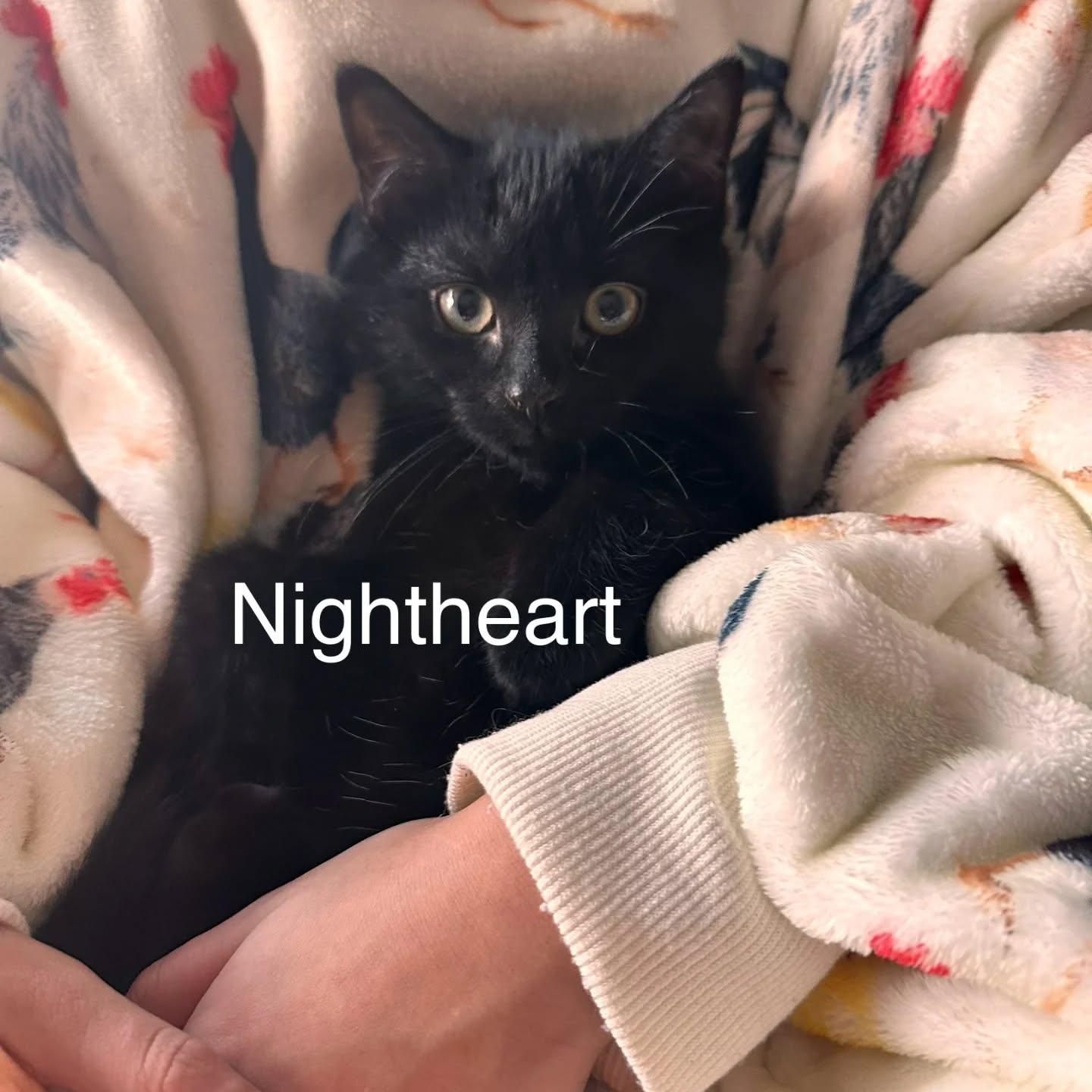 Enlarge Crowfeather, a ADOPTABLE Domestic Short Hair in HANSON, MA image 2/2