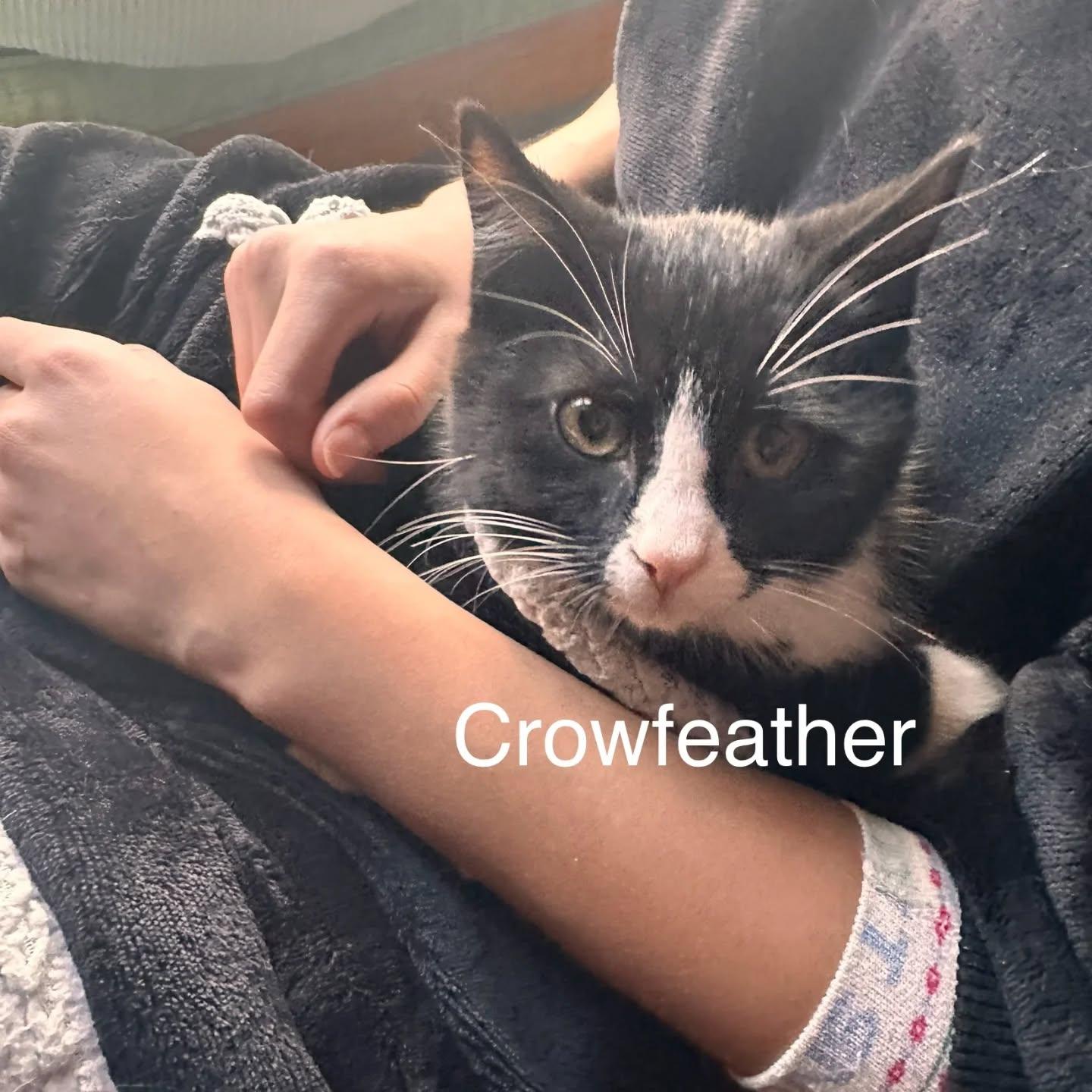 Crowfeather, ADOPTABLE, Kitten Male Domestic Short Hair.